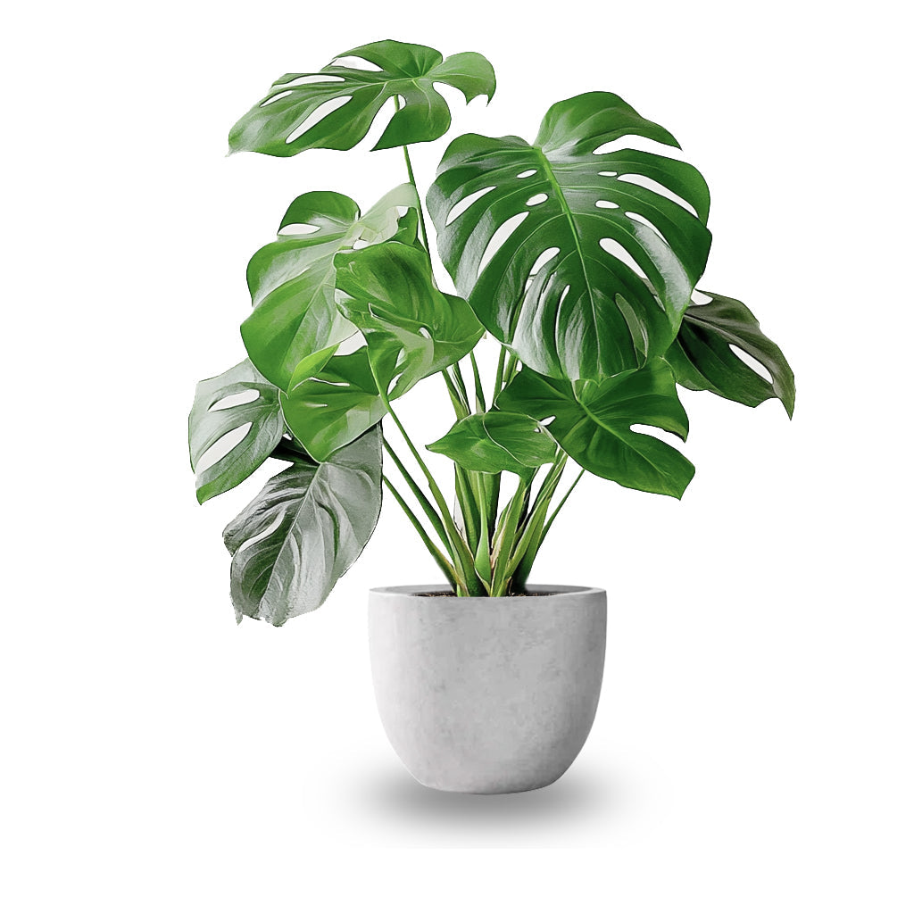 NOVO STUDIO | LIVE PLANTS & CENTERPIECES