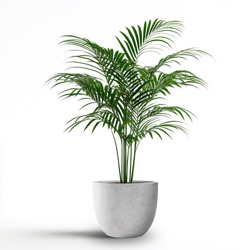BUTTERFLY PALM