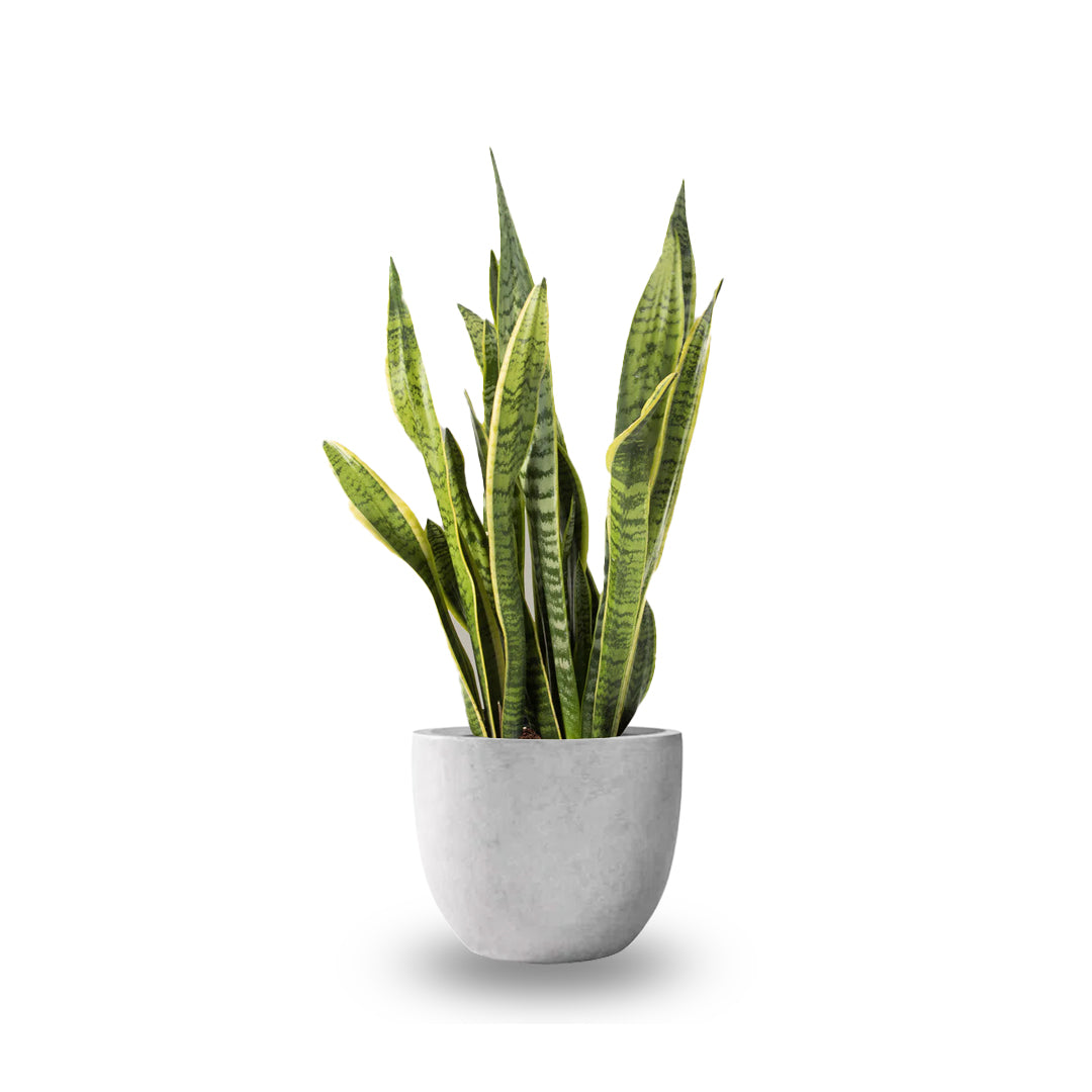 SNAKE PLANT