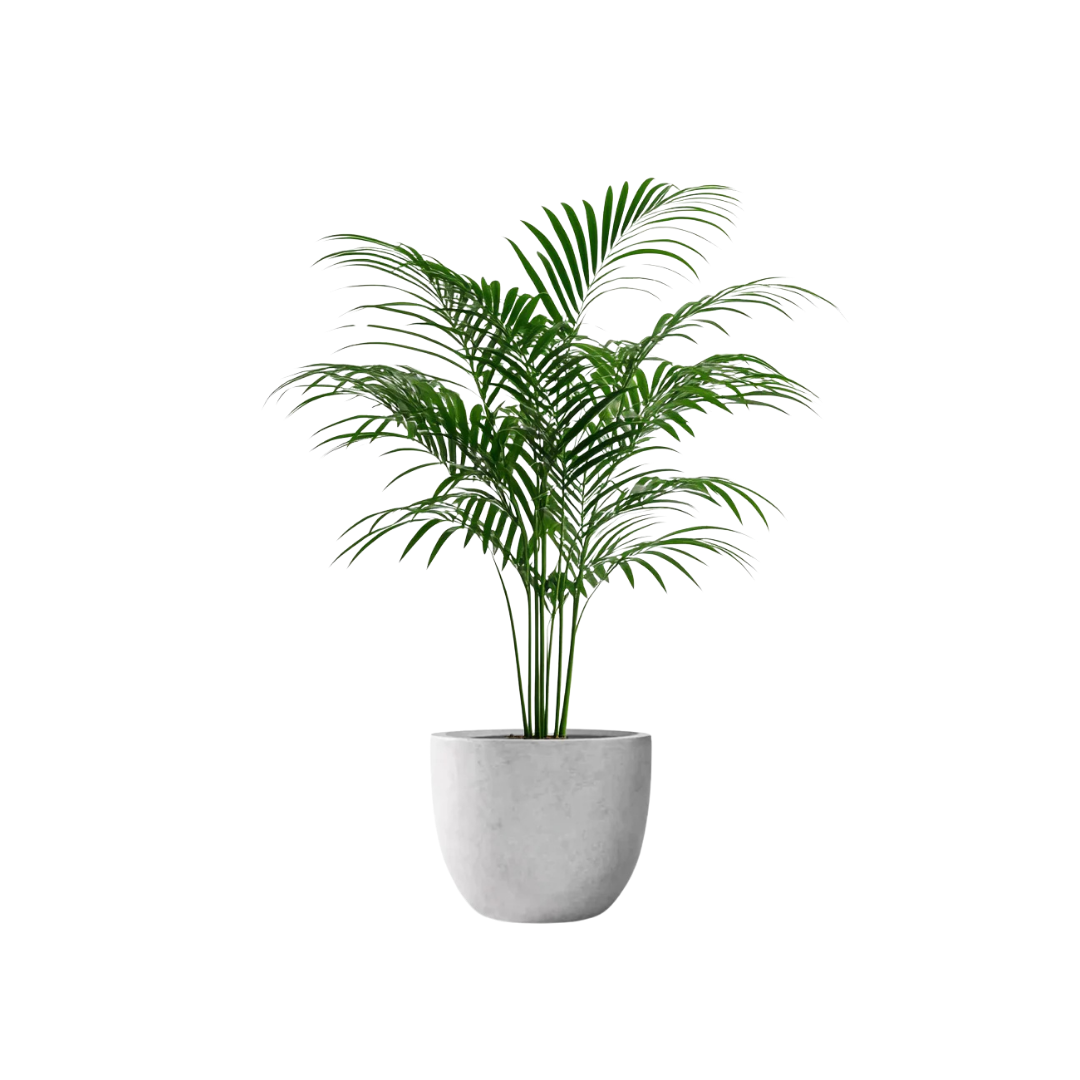 butterfly palm indoor plant BUTTERFLY PALM – NOVO STUDIO EVENTS
