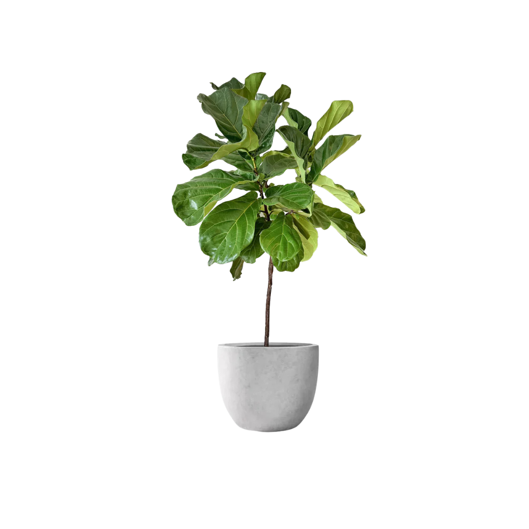 FIDDLE LEAF FIG